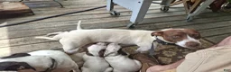 Jack Russell Terrier dogs for sale: Jack Russell Terrier 3 - Ad 18