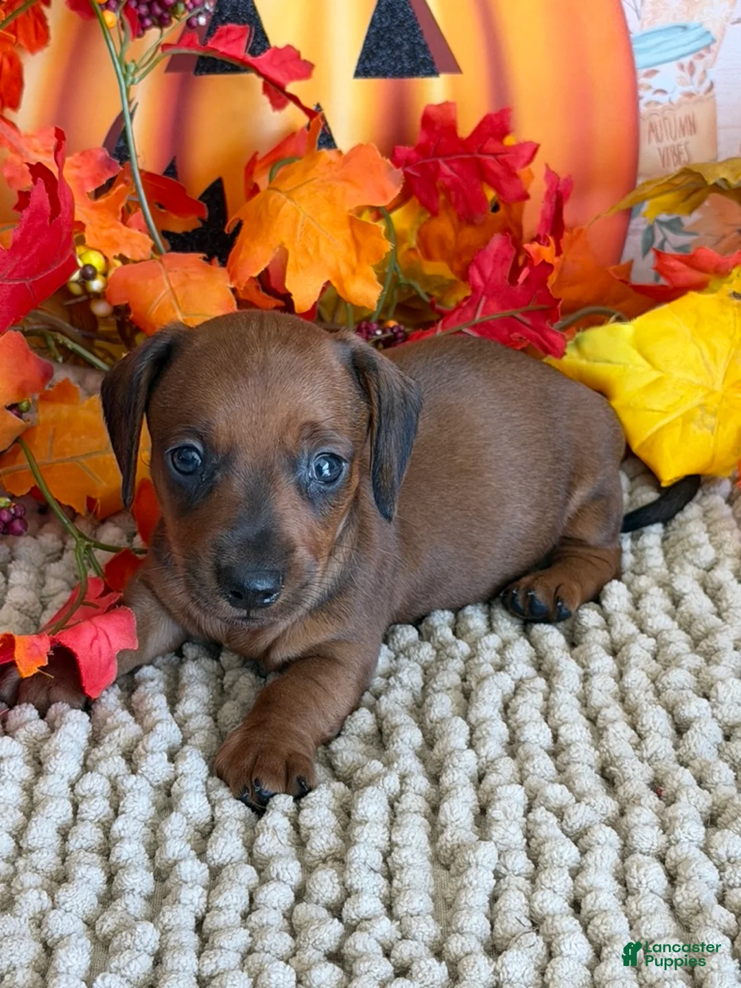 Miniature Dachshund dogs for sale: Mason - Ad 2
