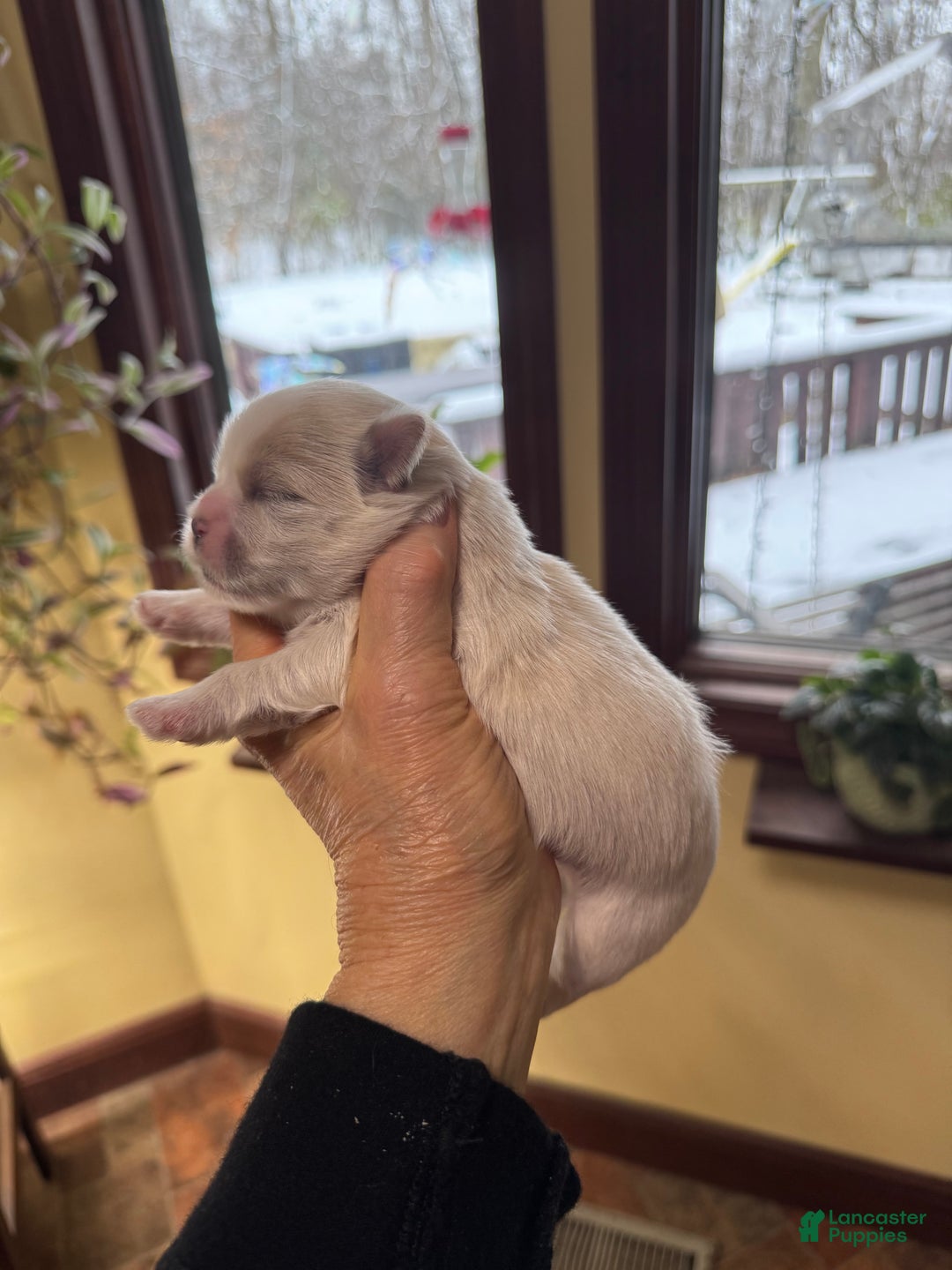 Shih Tzu dogs for sale: Tony - Ad 1