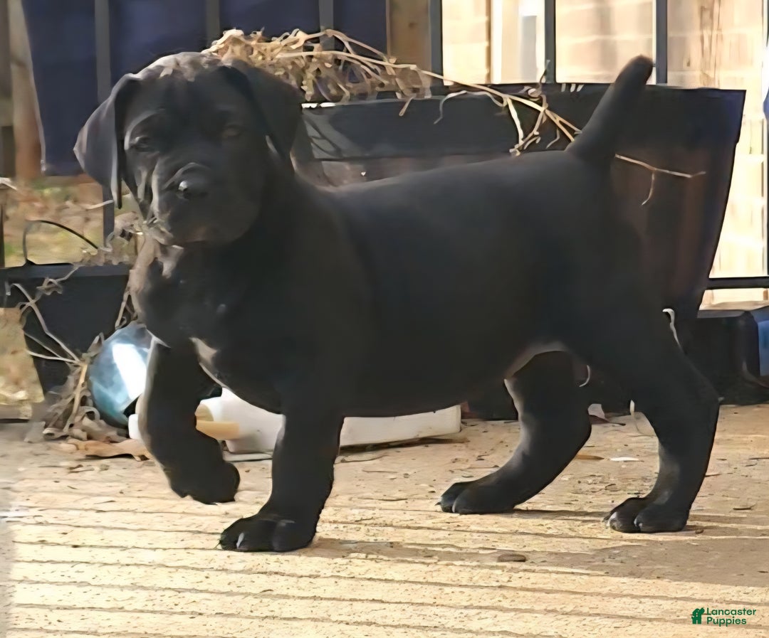South African Boerboels dogs for sale: Blacky - Ad 3
