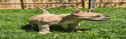 American Bully dogs for sale: Pixie - Ad 8