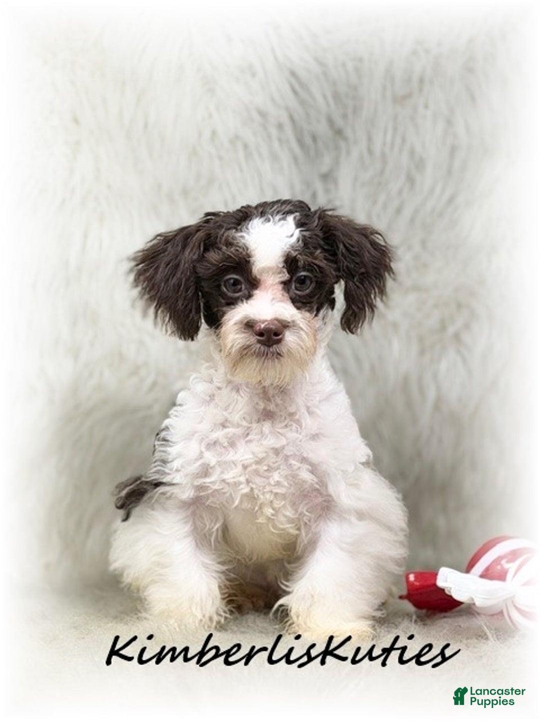 Maltipoo dogs for sale: Maltipoo Puppy 1 - Ad 2