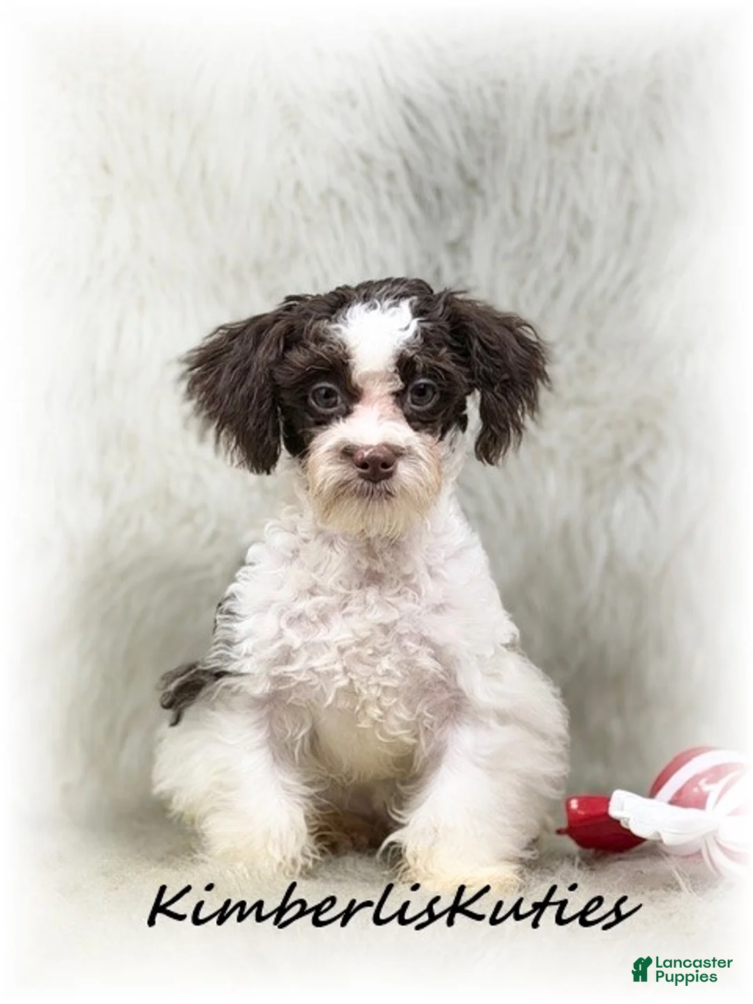 Maltipoo dogs for sale: Maltipoo Puppy 1 - Ad 2