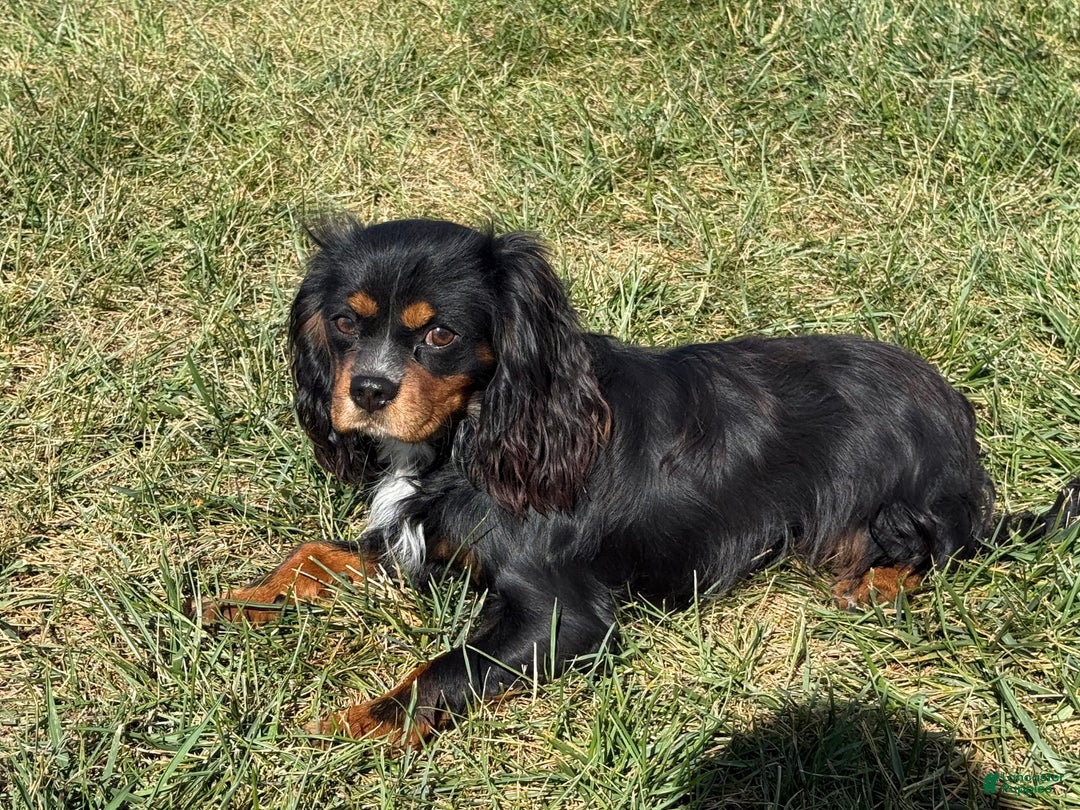 Cavalier King Charles Spaniel dogs for sale: Roscoe - Ad 14