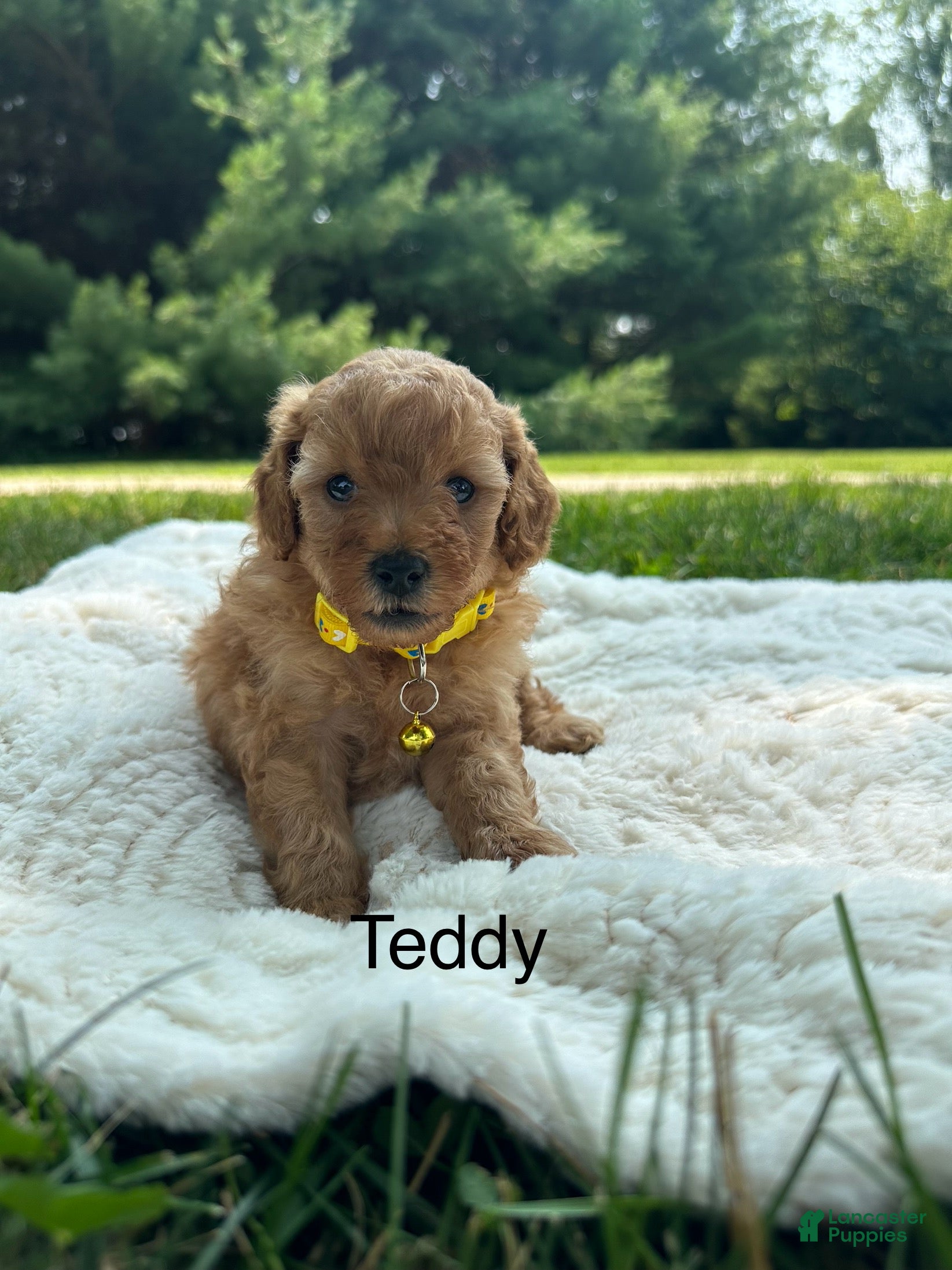 Miniature Poodle dogs Teddy - Ad 1