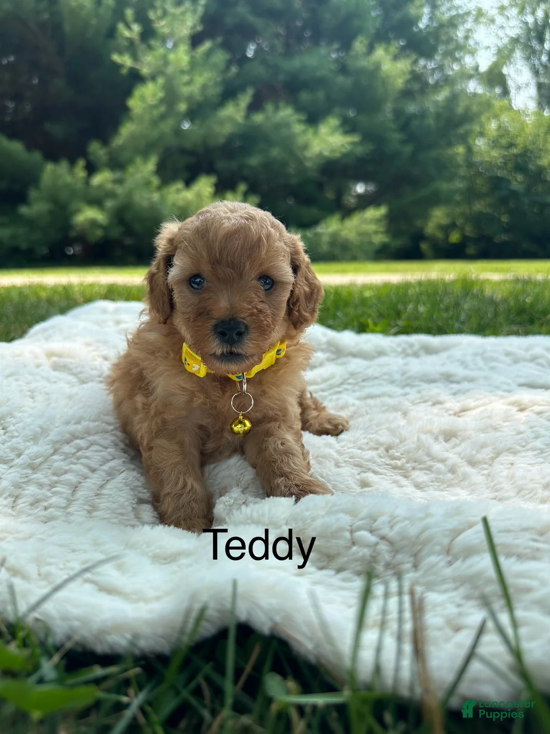 Miniature Poodle dogs for sale: Teddy - Ad 1