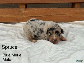 Australian Shepherd dogs Spruce - Ad 9