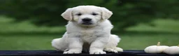Golden Retriever dogs for sale: Dolly - Ad 3