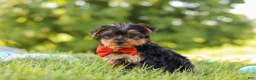 Yorkshire Terrier dogs for sale: Jasper - Ad 3