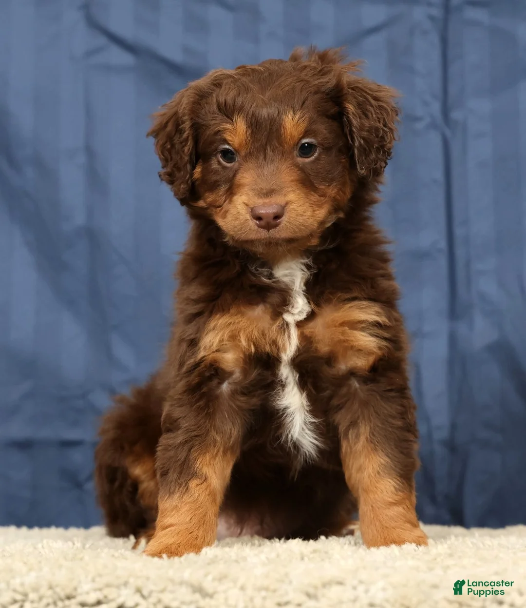 Mini Aussiedoodle dogs for sale: Alex - Ad 1