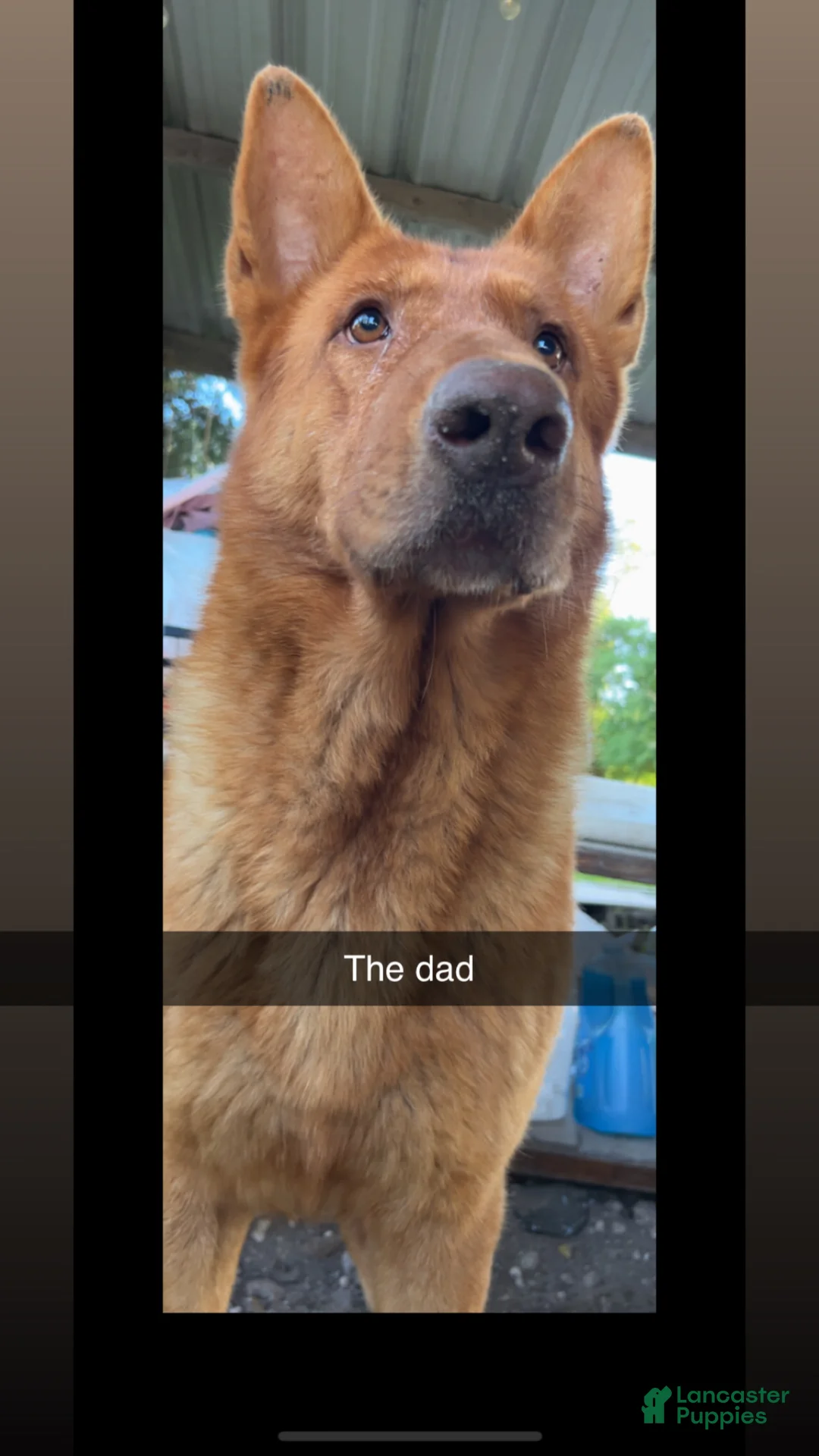 German Shepherd dogs for sale: Bubba - Ad 3