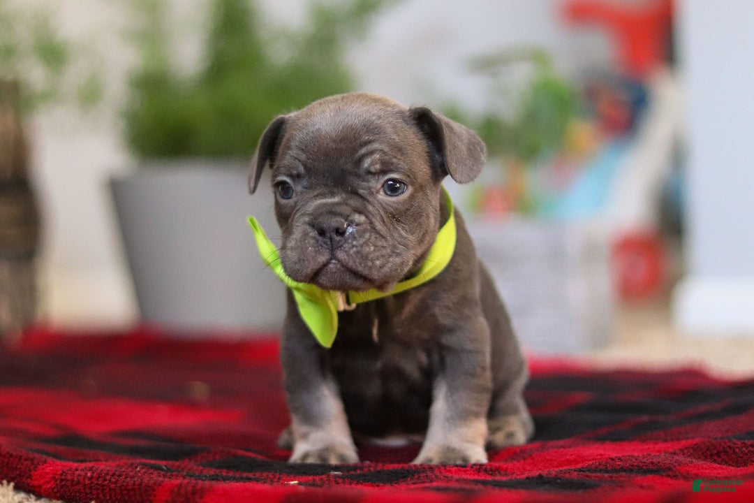 Frenchton dogs for sale: Jack - Ad 3