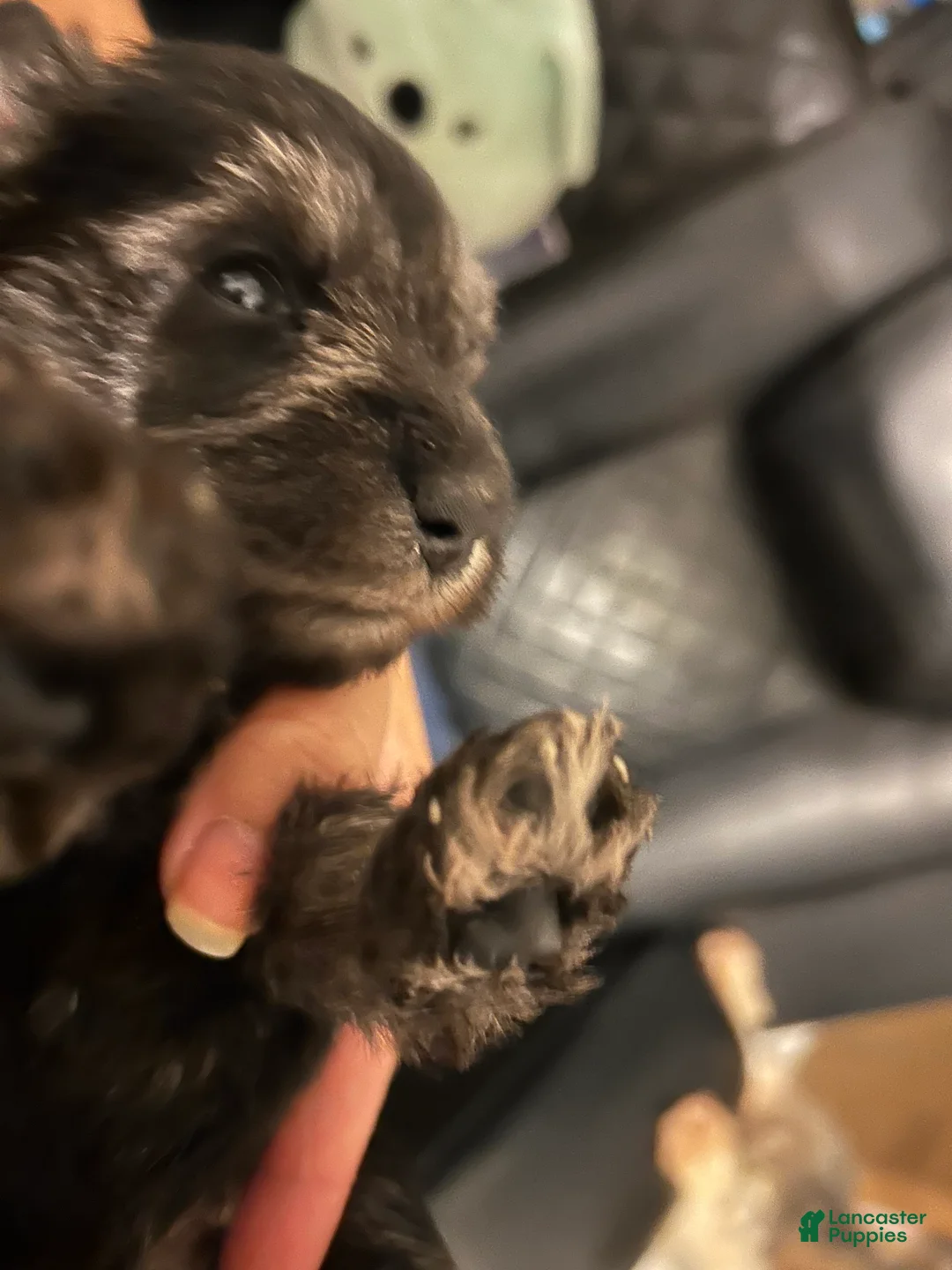 Miniature Schnauzer dogs for sale: Miniature Schnauzer 3 - Ad 2