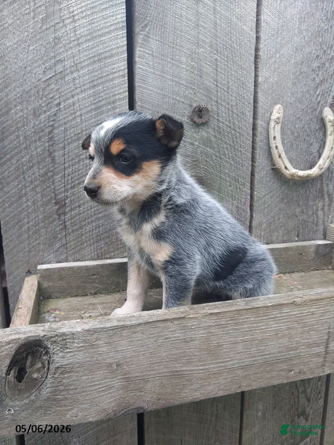 Australian Cattle Dog dogs for sale: Meeker - Ad 1