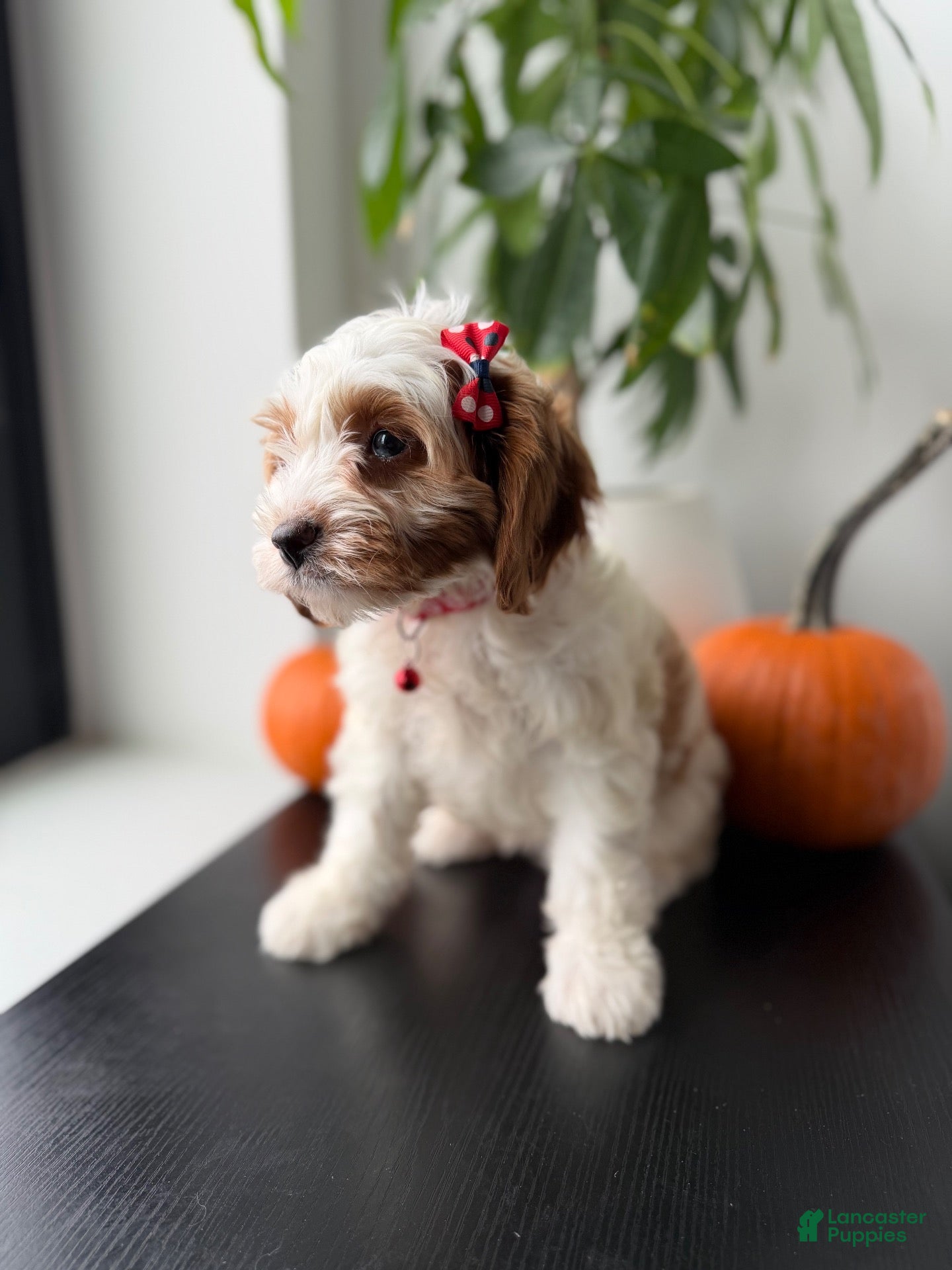 Cavapoo dogs Ginger - Ad 1