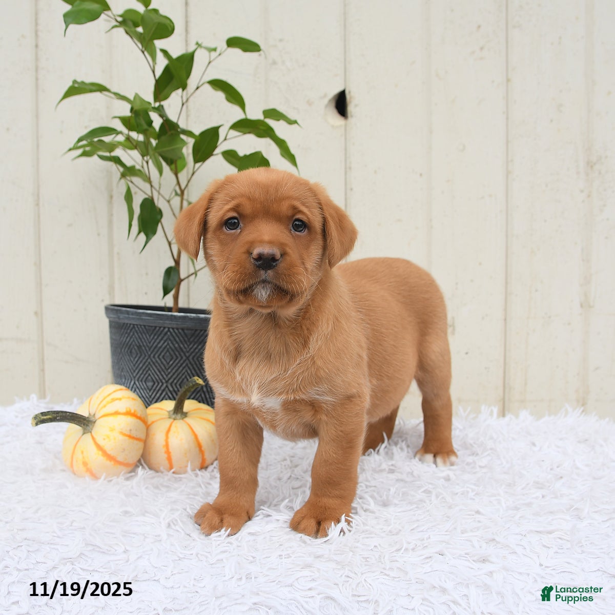 Labrador Retriever dogs Robin - Ad 5