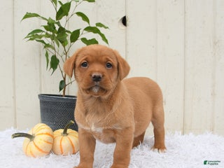 Labrador Retriever dogs Robin - Ad 6