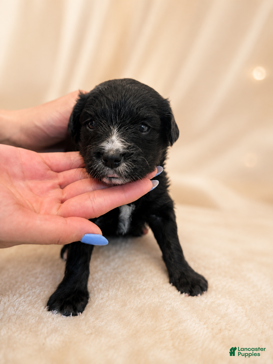 Mixed Breed dogs Zara  - Ad 1