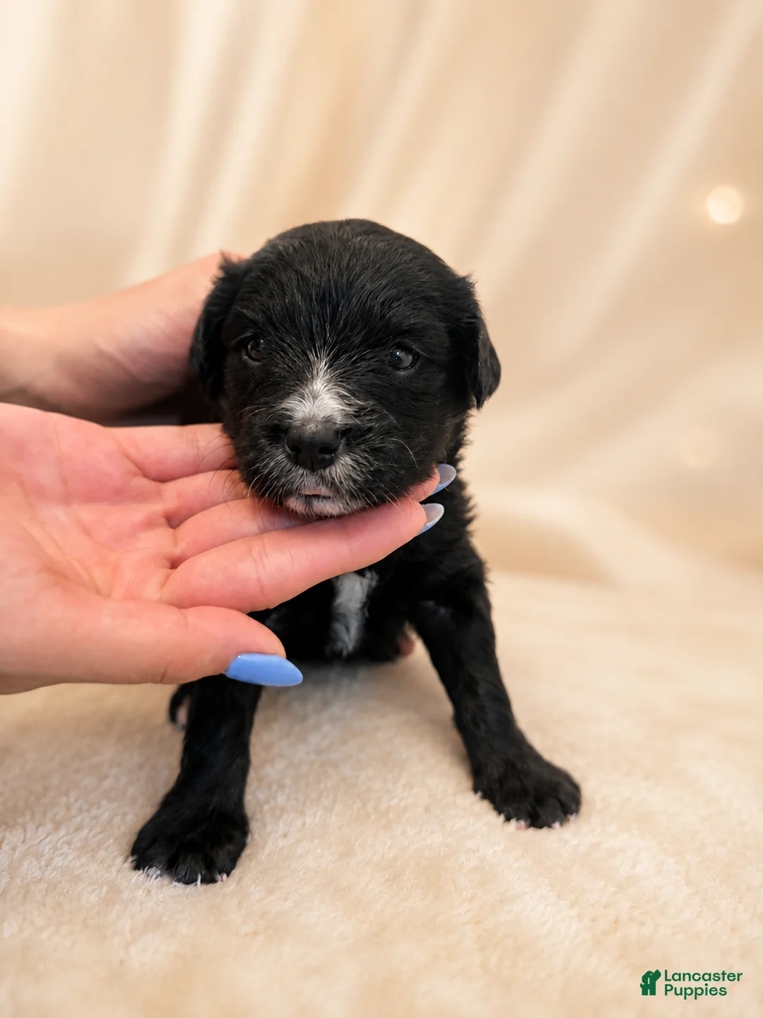 Mixed Breed dogs for sale: Zara  - Ad 1