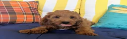 Cavapoo dogs for sale: Iceberg - Ad 14