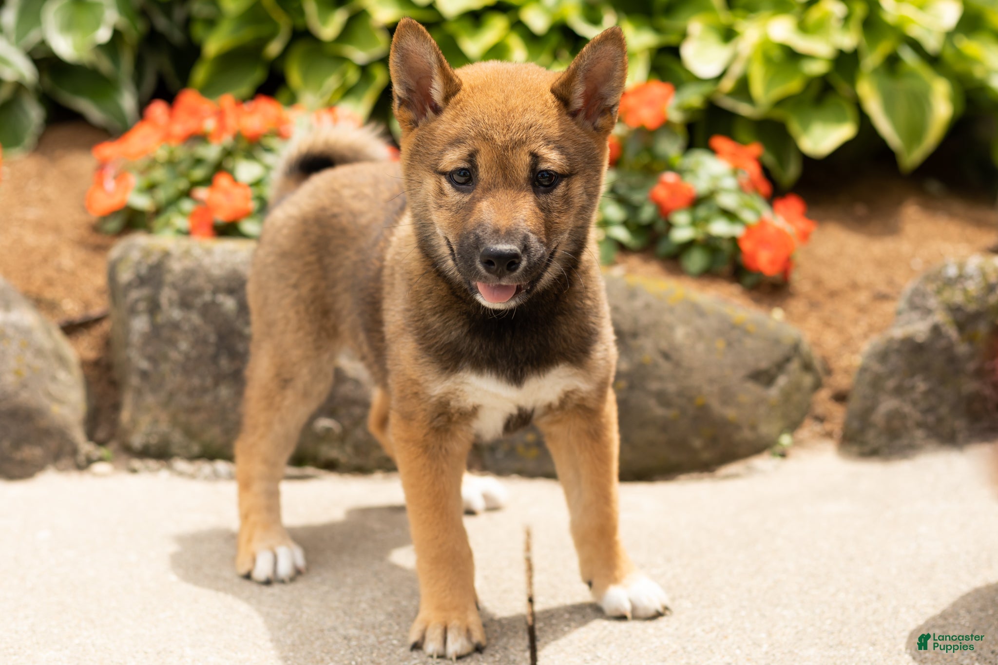 Shiba Inu dogs Jocelyn  - Ad 18