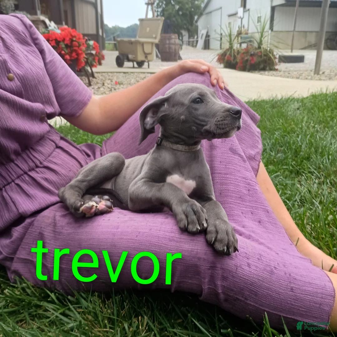 Great Dane dogs for sale: Trevor - Ad 1