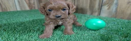 Cavapoo dogs for sale: Sadie Boy 2 - Ad 3