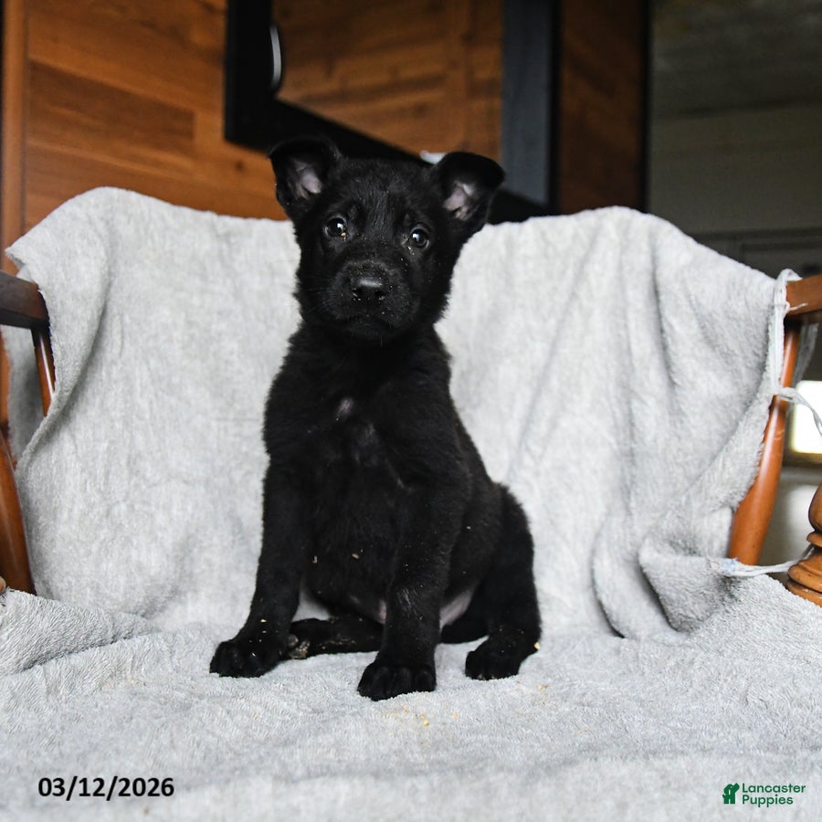 Mixed Breed dogs T bone - Ad 1