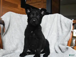 Mixed Breed dogs for sale: T bone - Ad 2