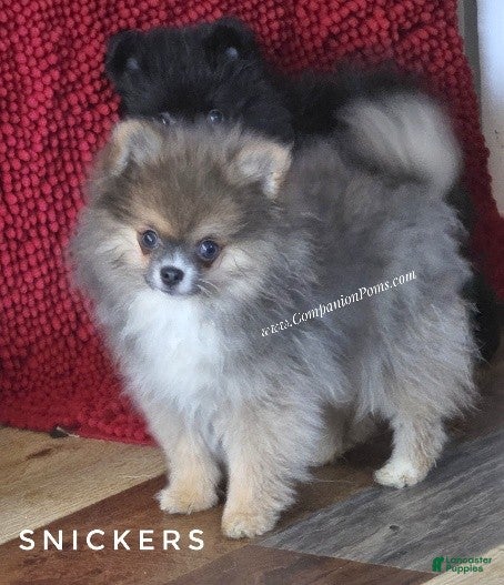 Pomeranian