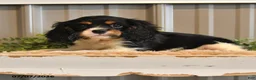 Cavalier King Charles Spaniel dogs for sale: Kira - Ad 10