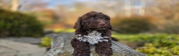 Portuguese Water Dog dogs for sale: Tori - Ad 9