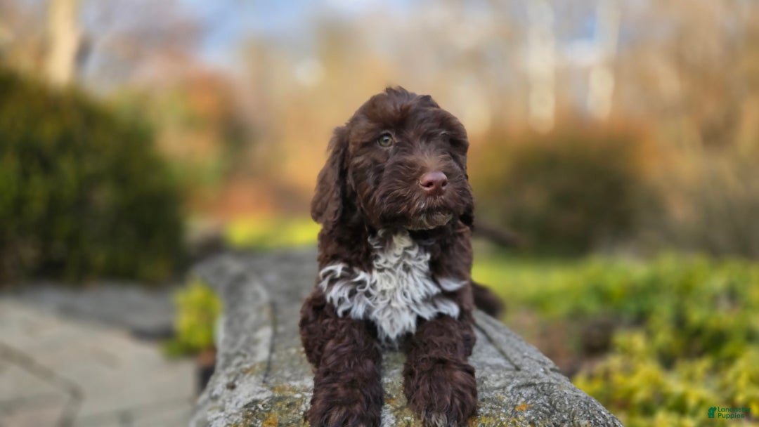 Portuguese Water Dog dogs for sale: Tori - Ad 9
