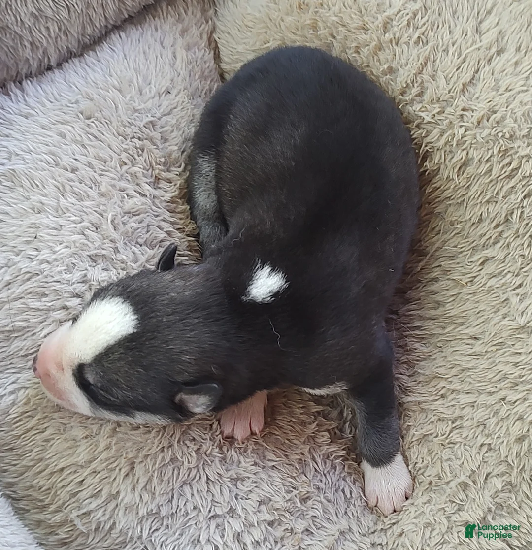 Siberian Husky dogs for sale: Sonya's female 2 - Ad 2