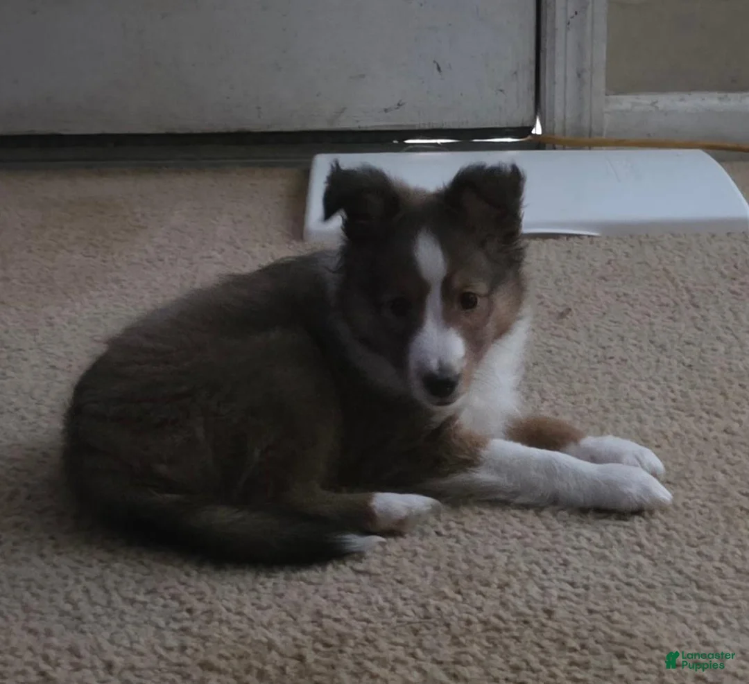 Shetland Sheepdog dogs for sale: Brice  - Ad 2