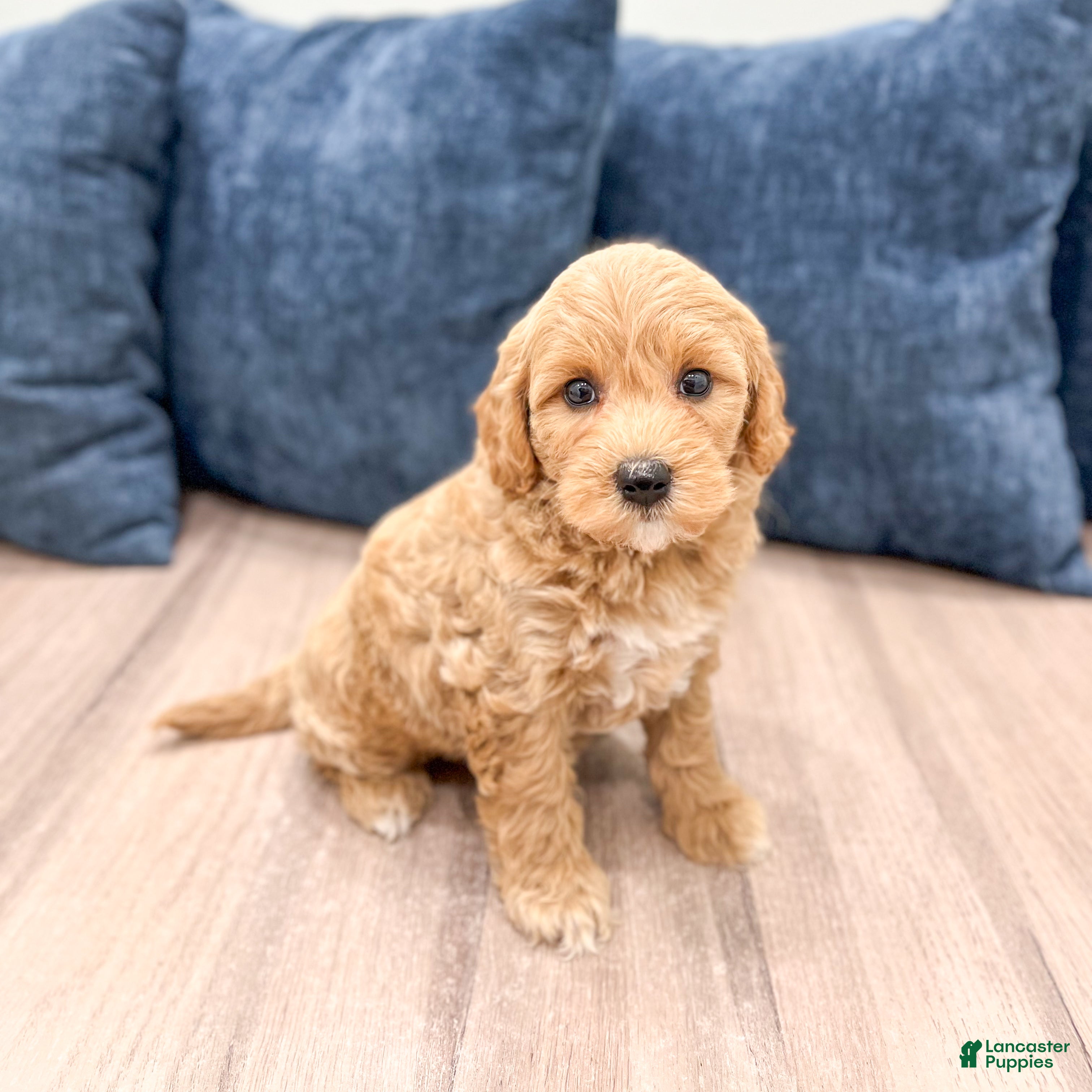 Mini Goldendoodle dogs Betsy - Ad 1