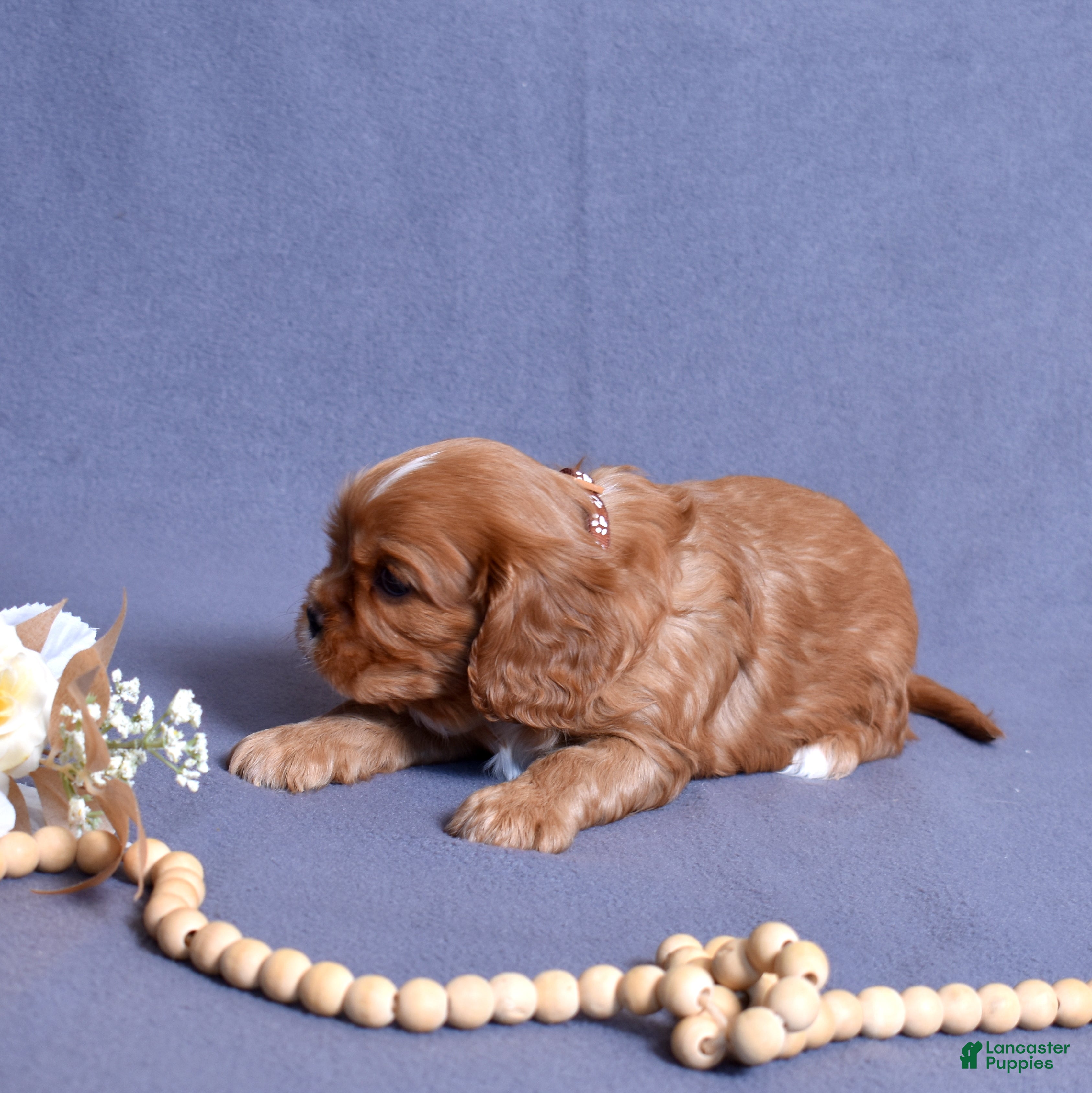 Cavalier King Charles Spaniel dogs Moses - Ad 2