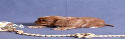 Cavalier King Charles Spaniel dogs for sale: Moses - Ad 5