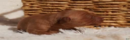 Golden Retriever dogs for sale: Daisy -AKC, Genetically Clear - Ad 20