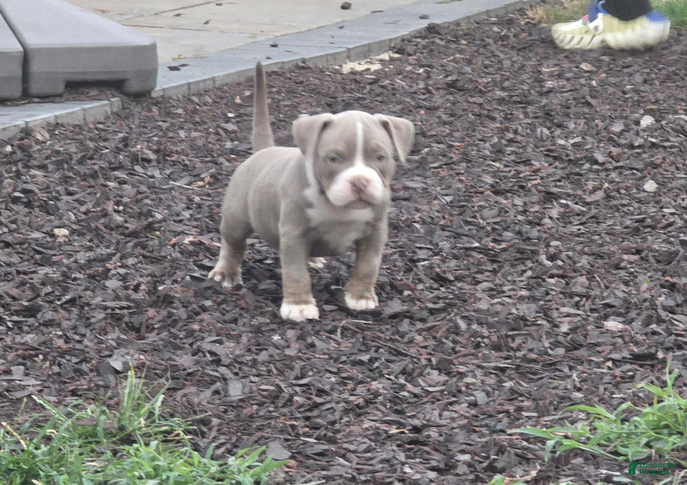 American Bully dogs American Bully 4 - Ad 5