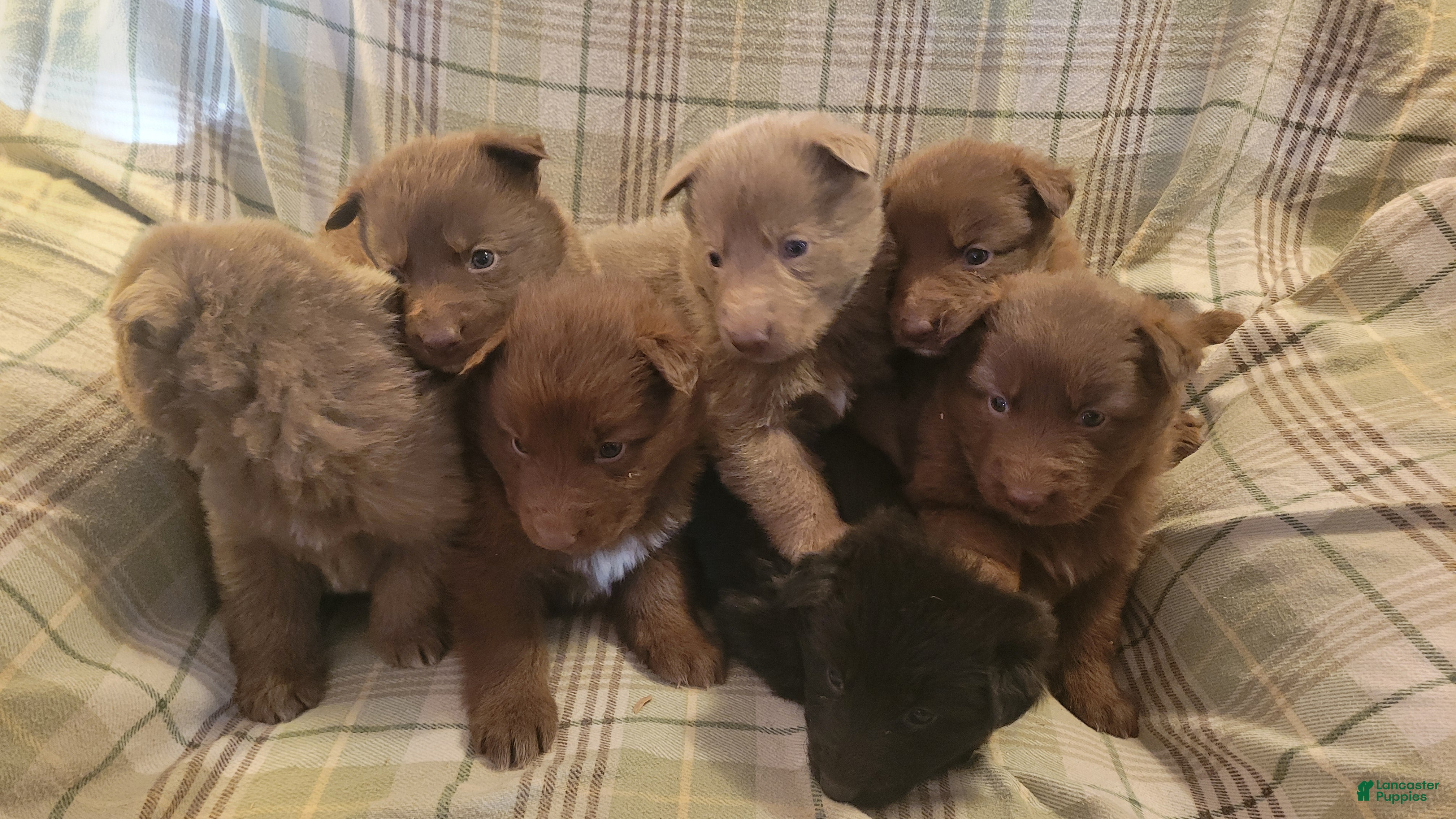 German Shepherd dogs German Shepherd Puppy 5 - Ad 9