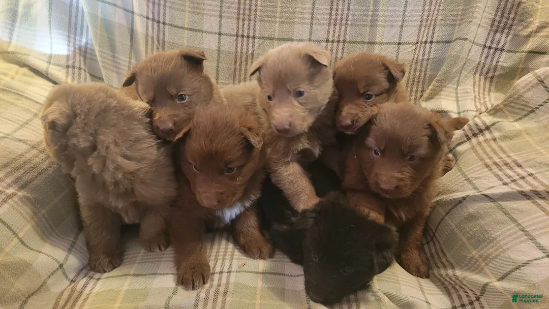 German Shepherd dogs for sale: German Shepherd Puppy 5 - Ad 1