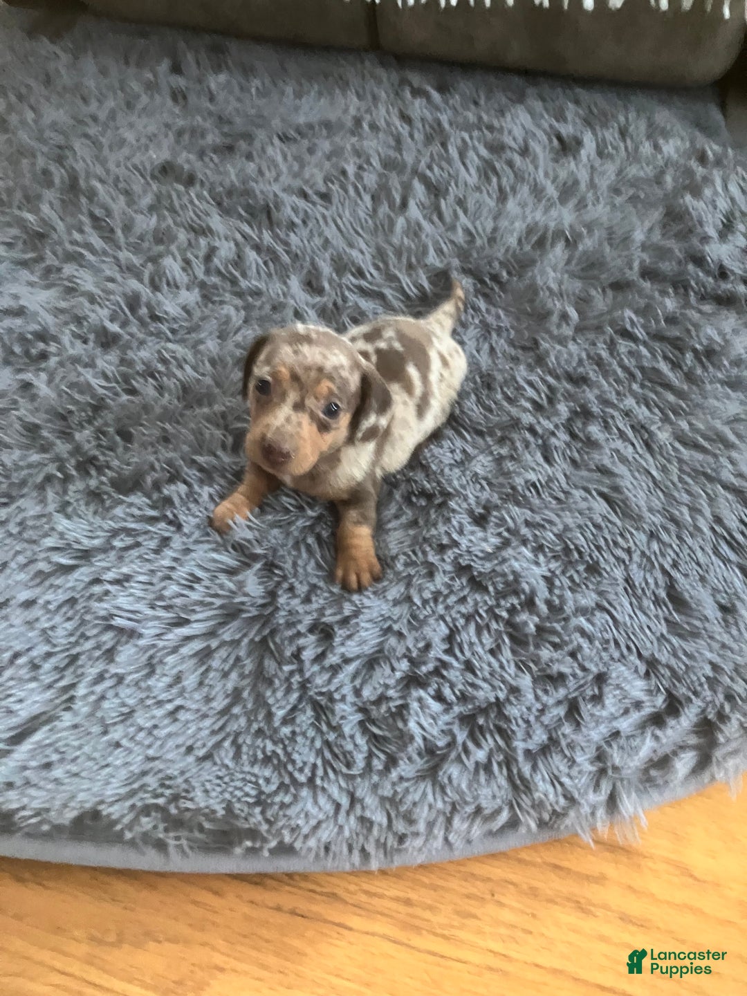 Miniature Dachshund dogs for sale: Akc Kaitlyn - Ad 6