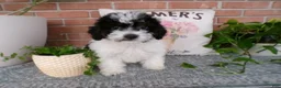Mini Bernedoodle dogs for sale: Anson - Ad 3