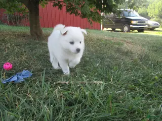 American Eskimo dogs Captain - Ad 8