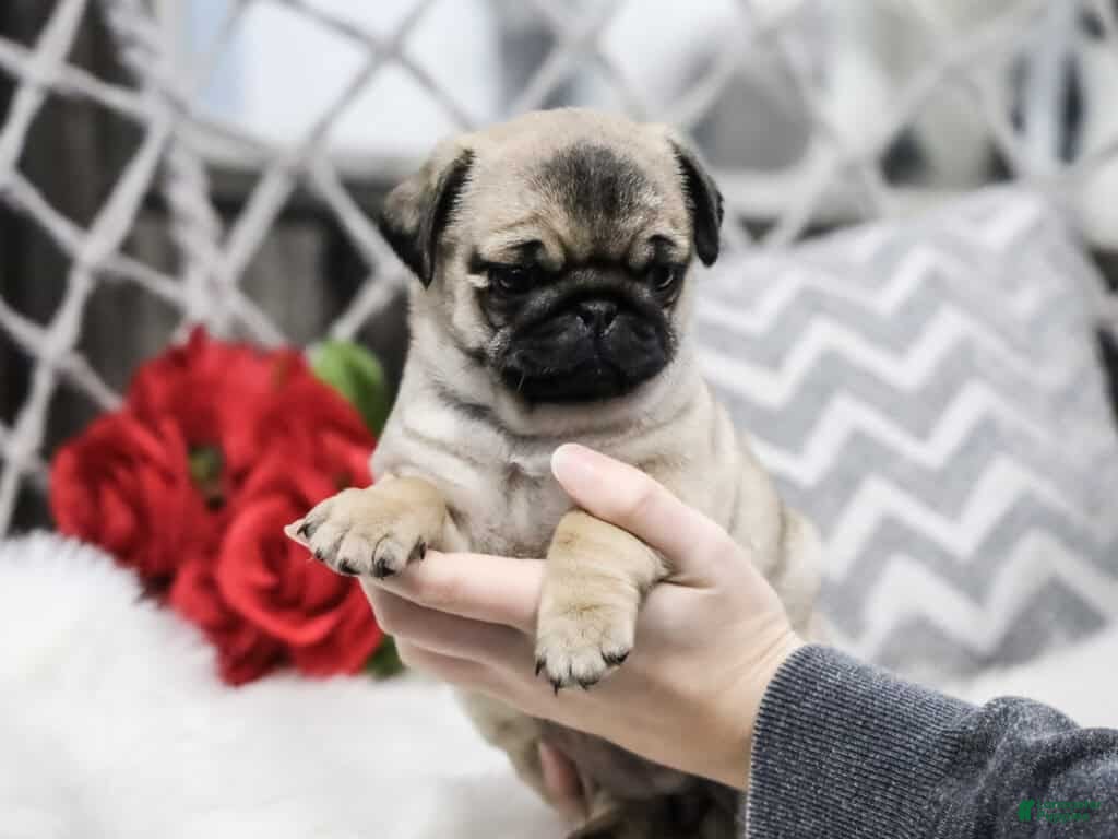 Pug dogs Casey - Ad 11
