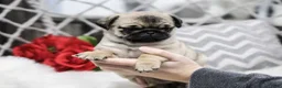 Pug dogs for sale: Casey - Ad 1