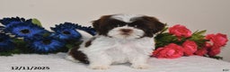Shih Tzu dogs for sale: Rita - Ad 4