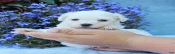 Maltese dogs for sale: Molly - Ad 3
