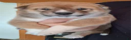 Shiba Inu dogs for sale: Shiba Inu Puppy 4 - Ad 1